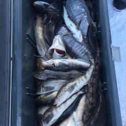 第八平成丸 釣果