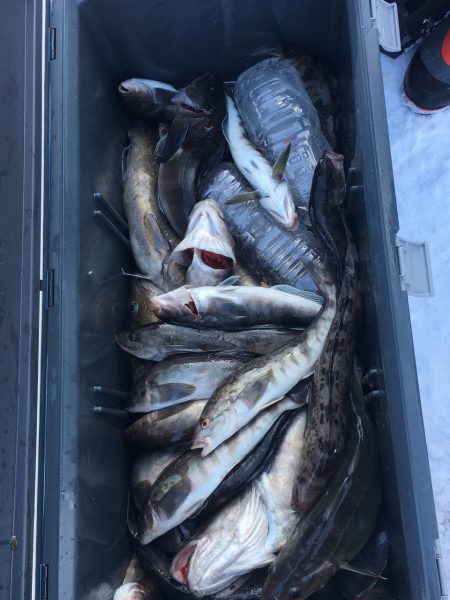 第八平成丸 釣果