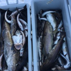 第八平成丸 釣果