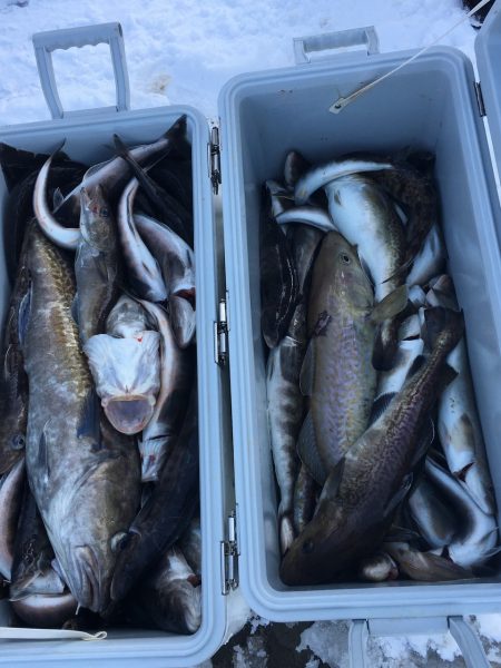 第八平成丸 釣果