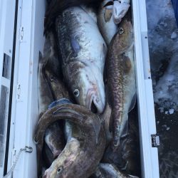 第八平成丸 釣果