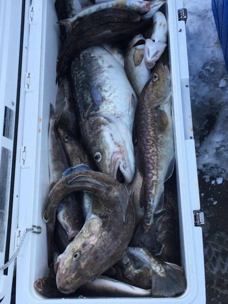 第八平成丸 釣果