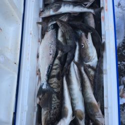 第八平成丸 釣果