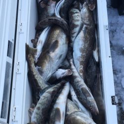 第八平成丸 釣果