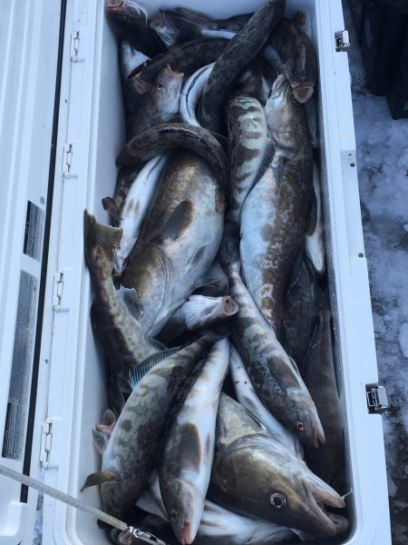 第八平成丸 釣果