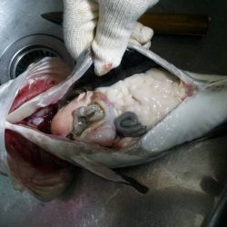 第八平成丸 釣果