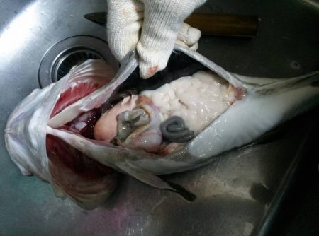 第八平成丸 釣果