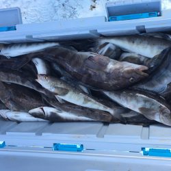 第八平成丸 釣果