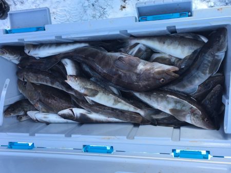 第八平成丸 釣果