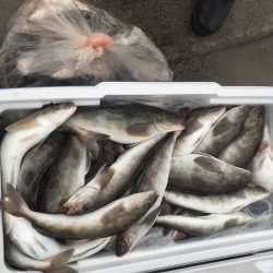 第八平成丸 釣果