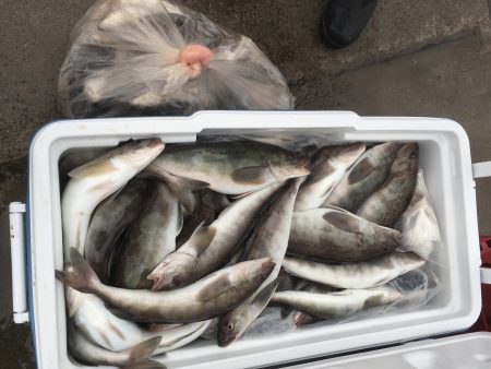 第八平成丸 釣果