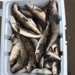 第八平成丸 釣果