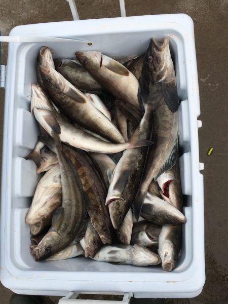 第八平成丸 釣果