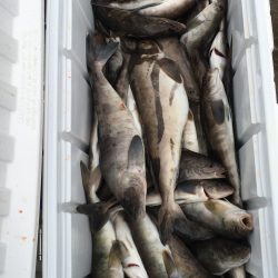 第八平成丸 釣果