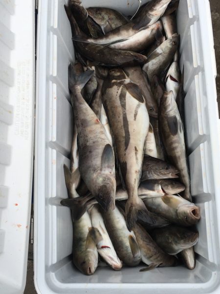 第八平成丸 釣果