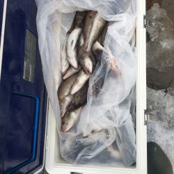 第八平成丸 釣果