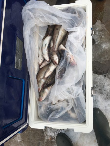 第八平成丸 釣果