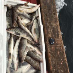 第八平成丸 釣果