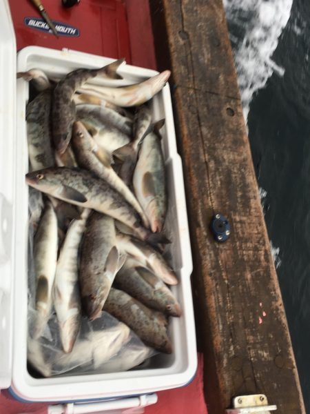 第八平成丸 釣果