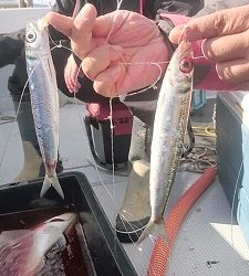 海龍丸（福岡） 釣果