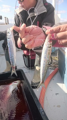 海龍丸（福岡） 釣果