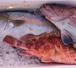 海龍丸（福岡） 釣果