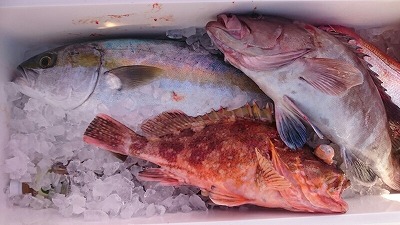 海龍丸（福岡） 釣果