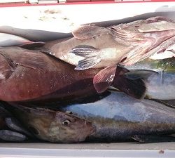 海龍丸（福岡） 釣果