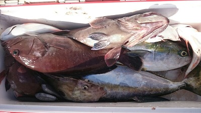海龍丸（福岡） 釣果