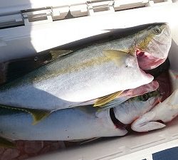 海龍丸（福岡） 釣果