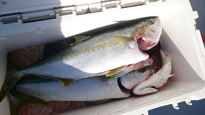 海龍丸（福岡） 釣果