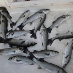 ルアー船マヒマヒ 釣果