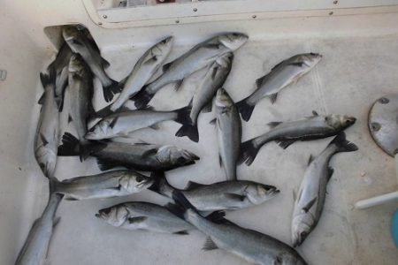 ルアー船マヒマヒ 釣果