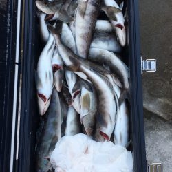 第八平成丸 釣果