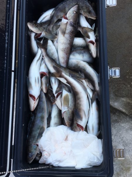 第八平成丸 釣果