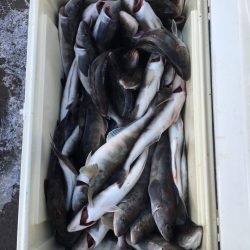 第八平成丸 釣果