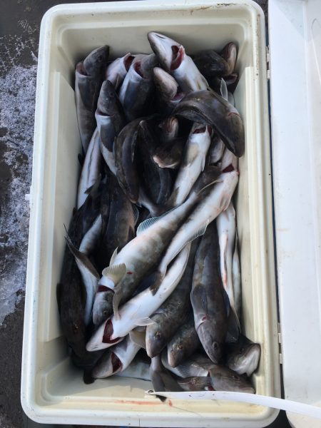 第八平成丸 釣果