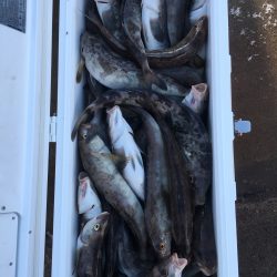 第八平成丸 釣果