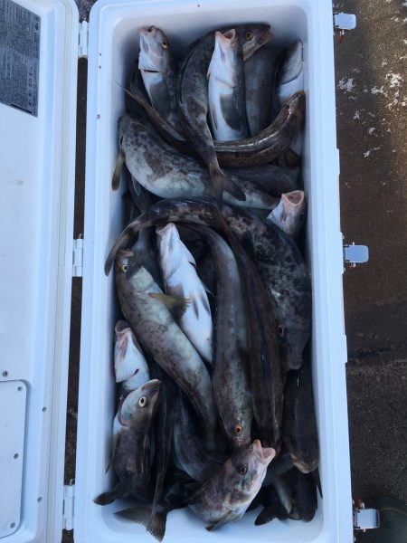 第八平成丸 釣果