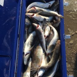 第八平成丸 釣果