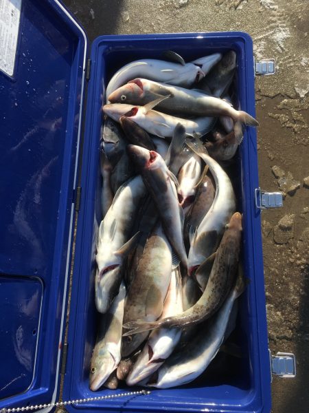 第八平成丸 釣果