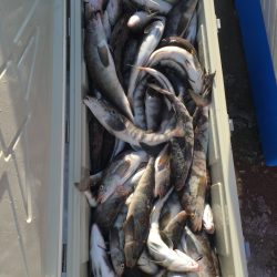 第八平成丸 釣果