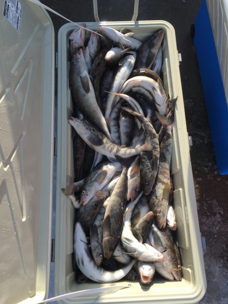 第八平成丸 釣果