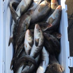 第八平成丸 釣果