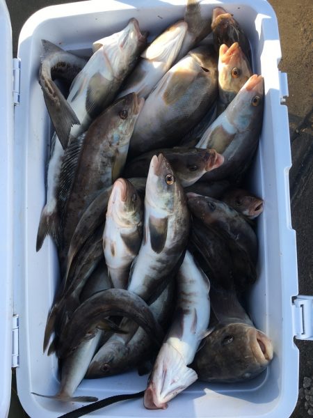 第八平成丸 釣果