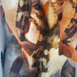 モンロー号 釣果