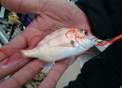 愛裕南丸 釣果