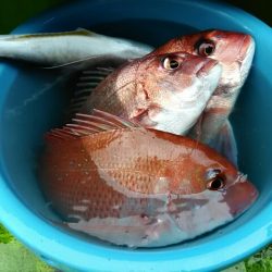 横内丸 釣果