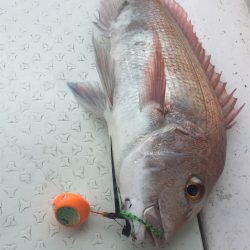 マタウマリンサービス 釣果