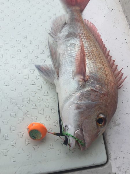 マタウマリンサービス 釣果